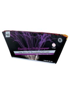 Feuerfächer Volta Purpur